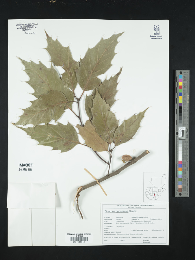 Quercus conspersa image