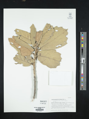 Quercus conzattii image
