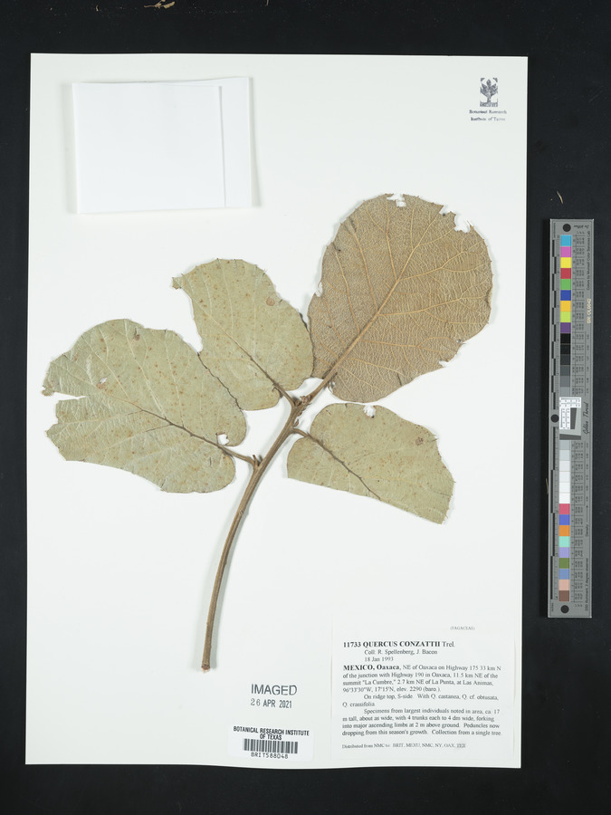 Quercus conzattii image