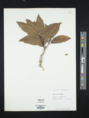 Quercus corrugata image