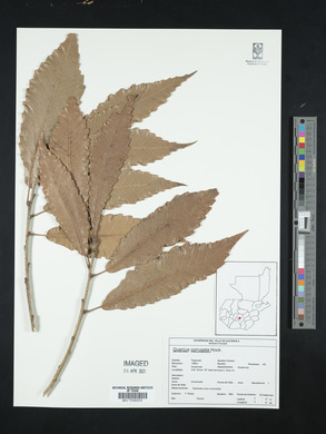 Quercus corrugata image