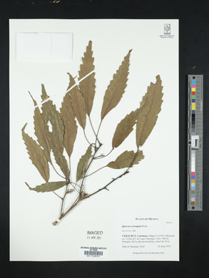 Quercus corrugata image