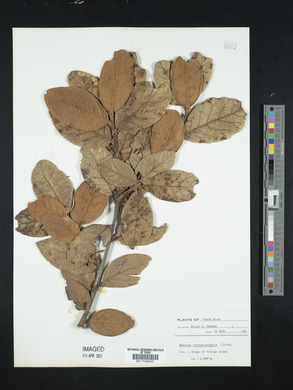 Quercus costaricensis image