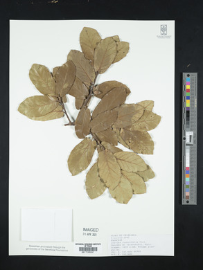 Quercus crassifolia image