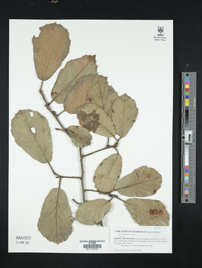 Quercus crassifolia image