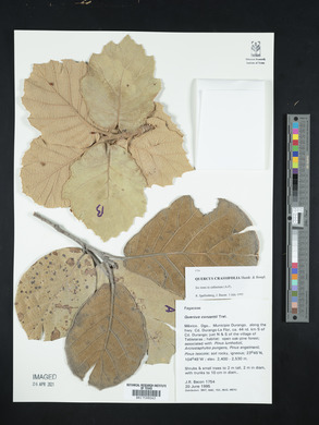 Quercus crassifolia image