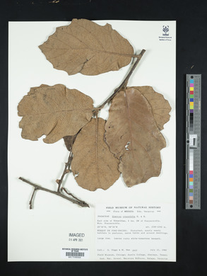 Quercus crassifolia image