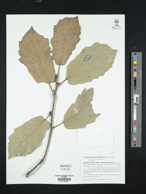 Quercus crassifolia image