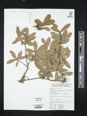 Quercus crassipes image