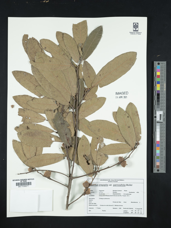 Quercus crispipilis image