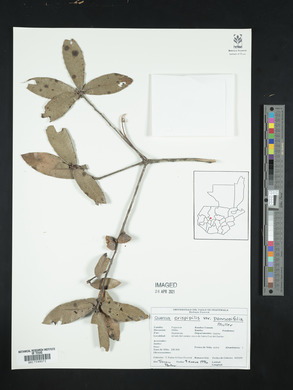 Quercus crispipilis image