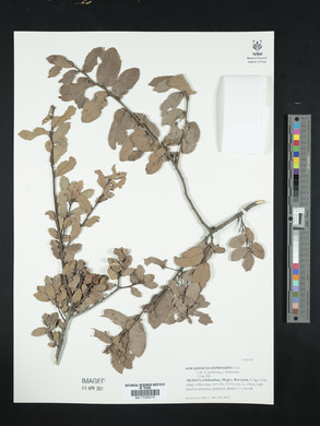 Quercus depressipes image