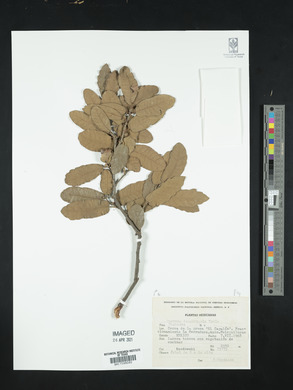 Quercus deserticola image