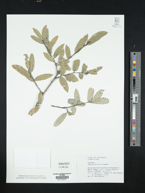 Quercus durifolia image