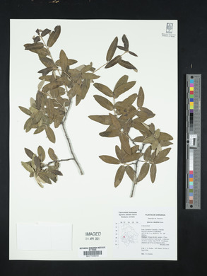 Quercus durifolia image