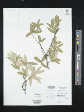 Quercus durifolia image