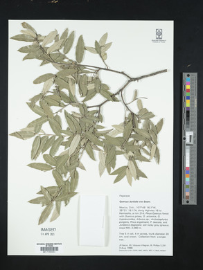 Quercus durifolia image