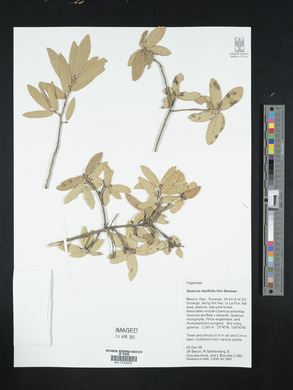 Quercus durifolia image