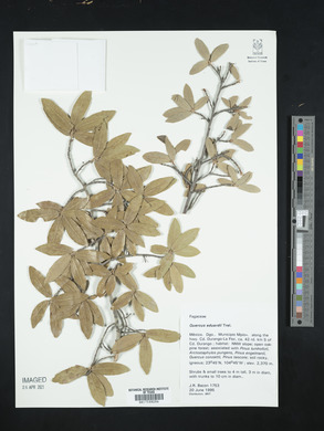 Quercus eduardi image