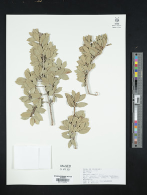 Quercus emoryi image