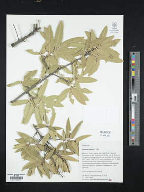 Quercus emoryi image