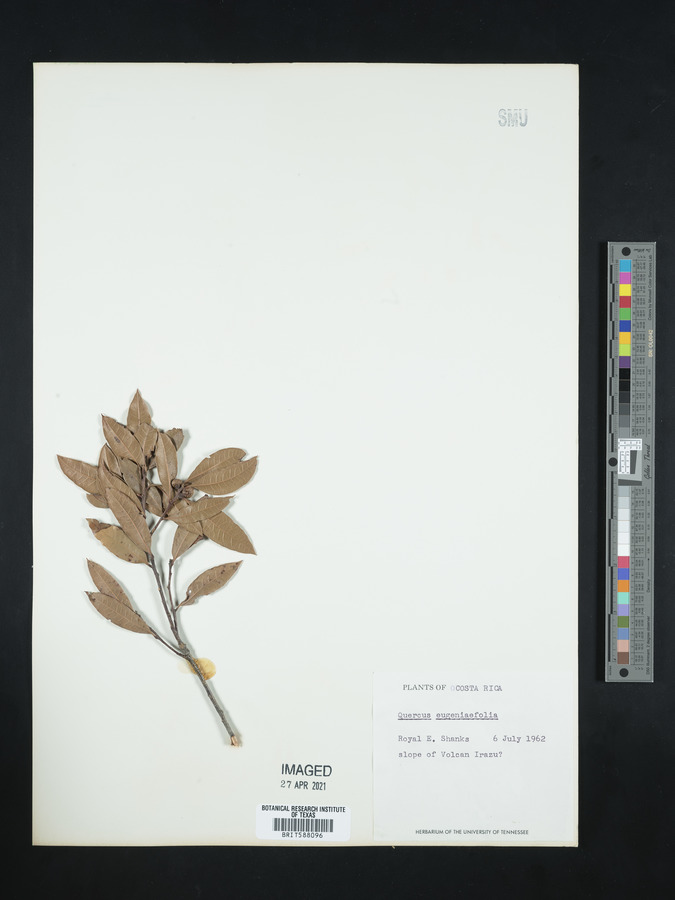 Quercus eugeniaefolia image