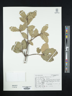 Quercus fulva image