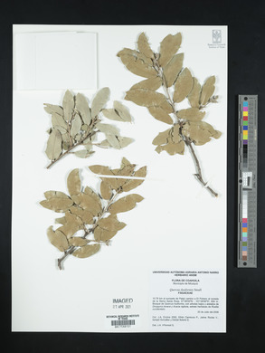 Quercus fusiformis image