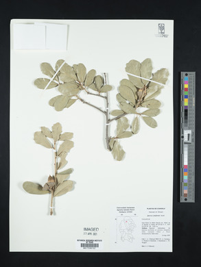 Quercus fusiformis image