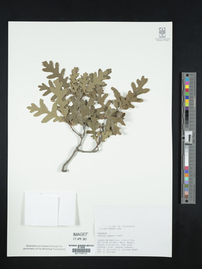 Quercus gambelii image