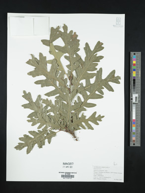 Quercus gambelii image