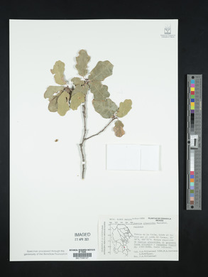 Quercus laceyi image