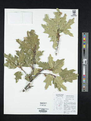 Quercus gravesii image