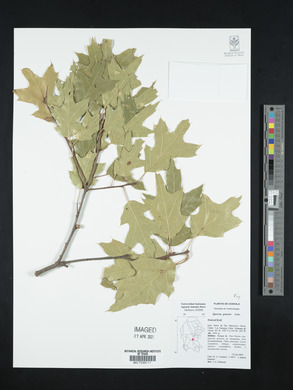 Quercus gravesii image