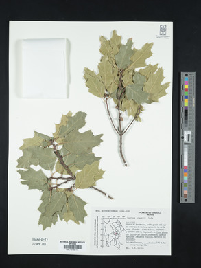 Quercus gravesii image