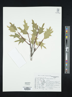 Quercus gravesii image