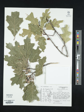 Quercus gravesii image