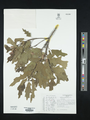 Quercus gravesii image