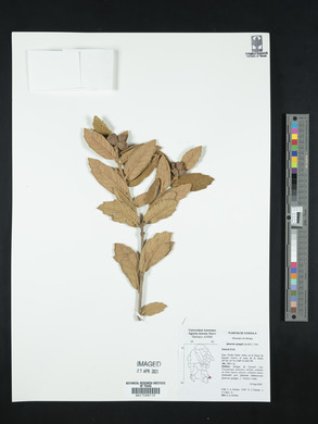 Quercus greggii image