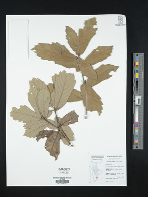 Quercus greggii image