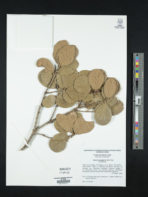 Quercus greggii image