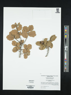 Quercus greggii image