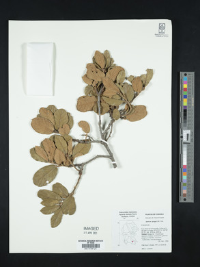 Quercus greggii image