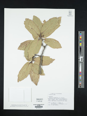 Quercus knoblochii image