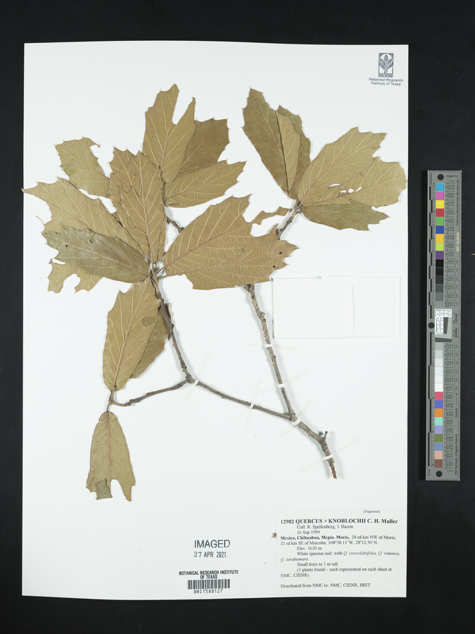 Quercus X knoblochii image