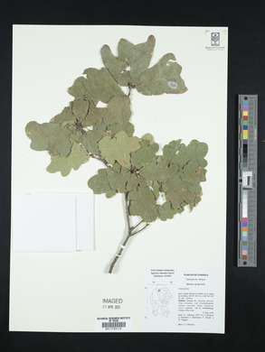 Quercus laceyi image