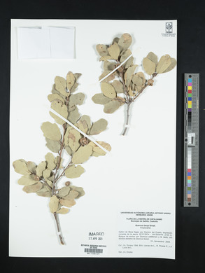 Quercus laceyi image