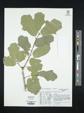 Quercus laceyi image