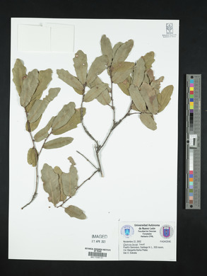 Quercus laceyi image