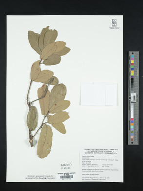 Quercus laeta image